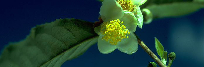 Aromatisiert