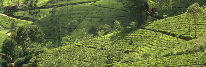 Darjeeling