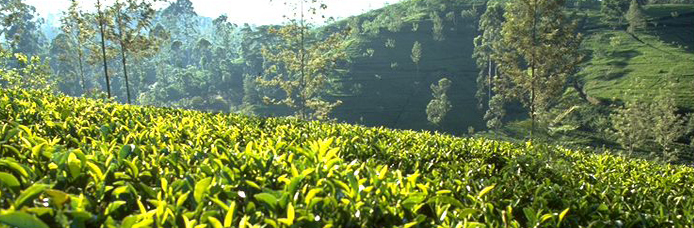 Ceylon