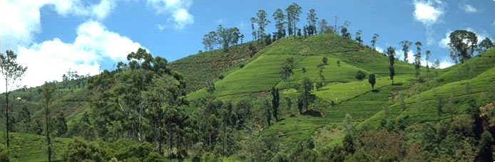 Rooibostee